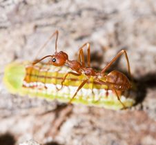 Ant And Worm Royalty Free Stock Photos