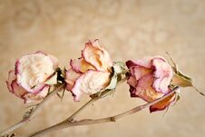Dried Roses Stock Image Dried Roses Stock Image