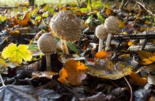 Closed Shaggy Parasol Mushrooms Royalty Free Stock Images Closed Shaggy Parasol Mushrooms Royalty Free Stock Images
