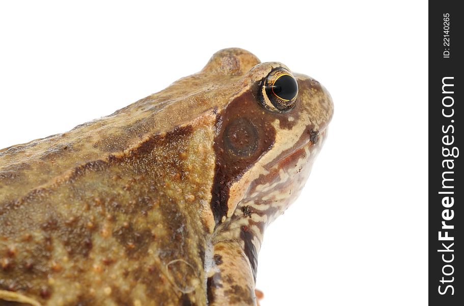 Head of Goggle-Eyed Frog Close-up