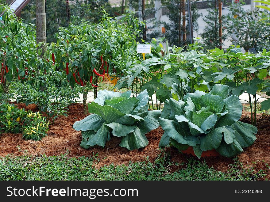 Cabbage,chili,eggplants in home garden. Cabbage,chili,eggplants in home garden