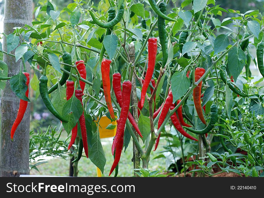Red chili peppers in herbal garden. Red chili peppers in herbal garden
