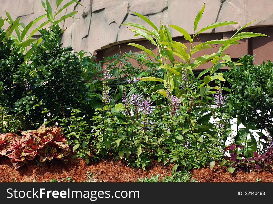 Herbal Plants Gardening