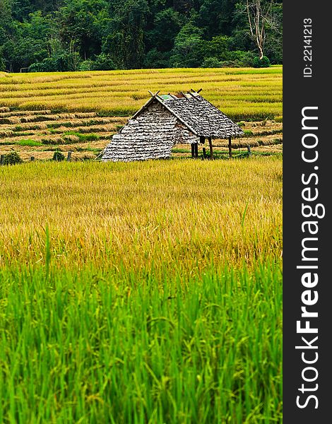 Hut In The Fields Of Green, Yellow