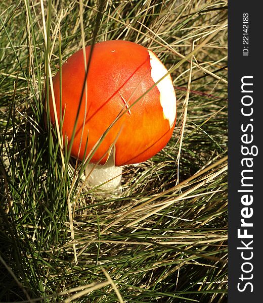 Little red toadstool in grass. Little red toadstool in grass