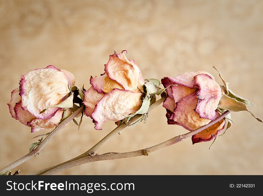 Three dried rose buds on a brown cloth background. Three dried rose buds on a brown cloth background