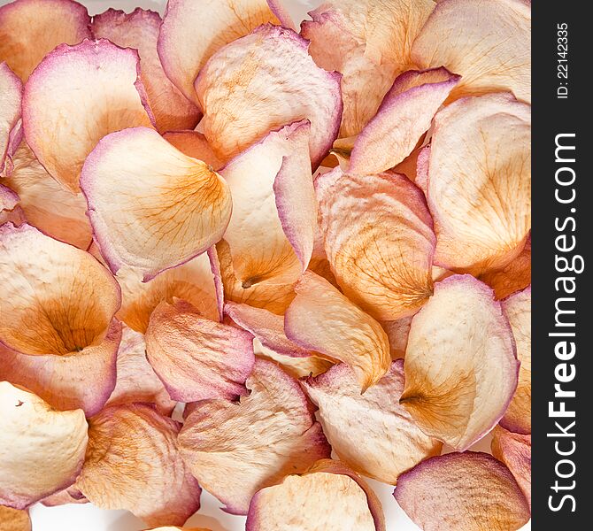 Dried rose petals background