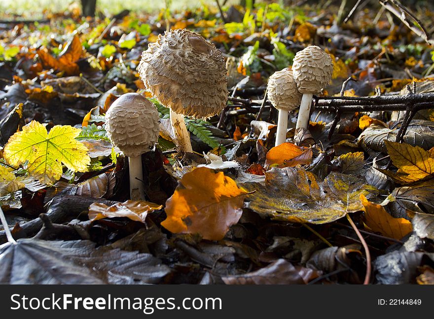 Closed Shaggy Parasol Mushrooms growing through autumn leaves, Cawston Woods, Warwickshire, England