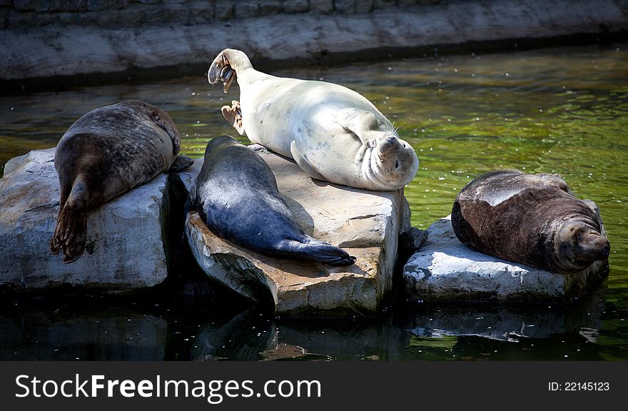 Sea Lions on rocks in the zoo.