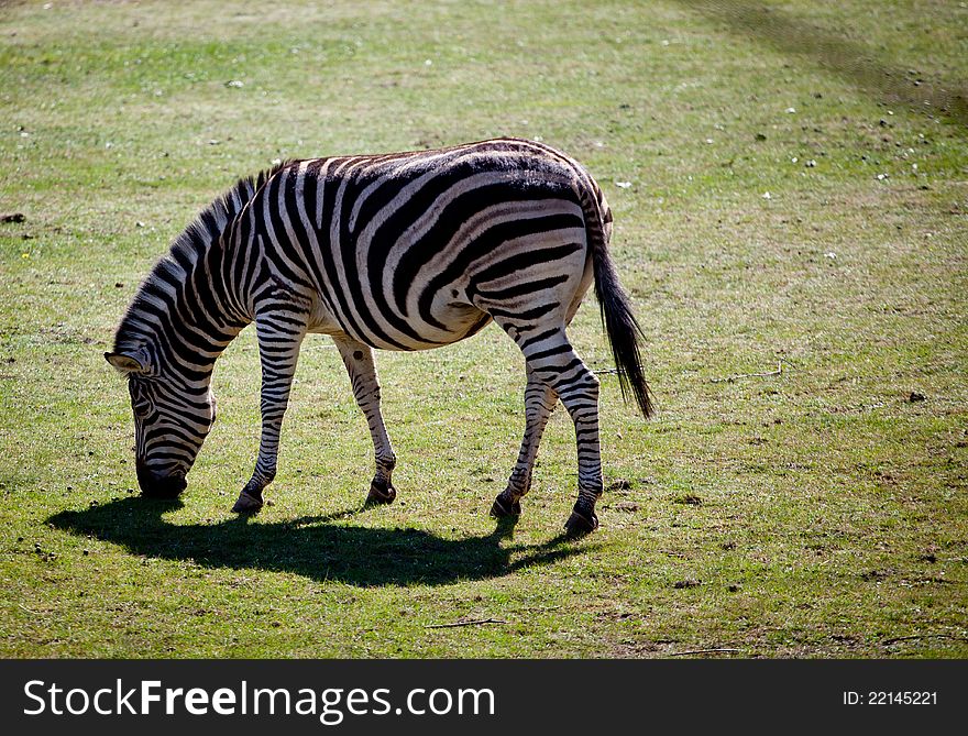 This image of a Zebra was captured at Oliva Zoo, Poland.
