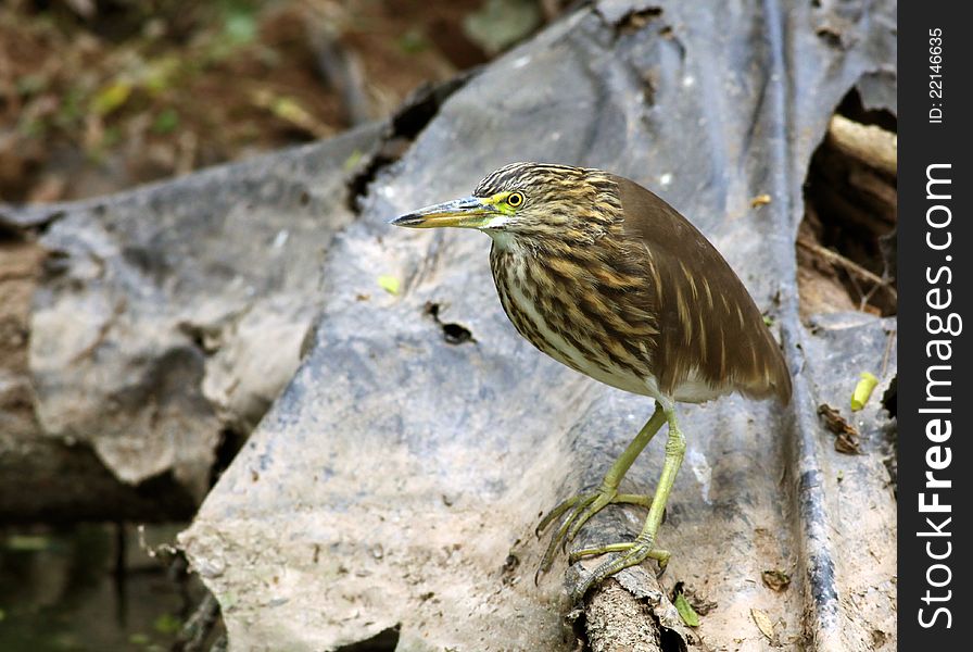 Beautiful shot of common heron in sunny day.