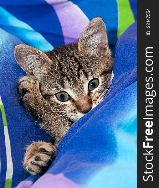 Sleepy kitten on blue soft bed