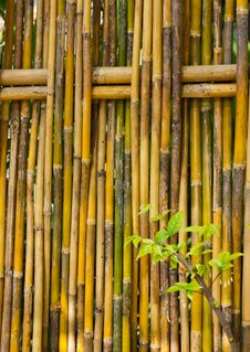 Bamboo Fence Royalty Free Stock Image Bamboo Fence Royalty Free Stock Image