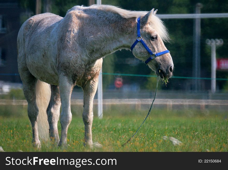 White horse