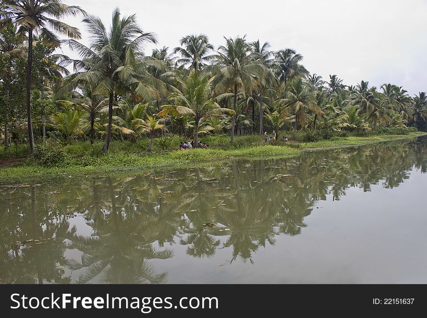 Palms along canals and lakes in Backwaters, Kerala, India. Palms along canals and lakes in Backwaters, Kerala, India