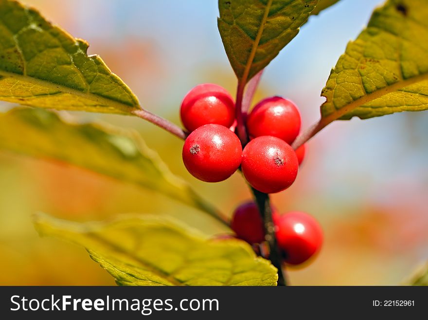 Smal red berries on a twig on blurry background. Smal red berries on a twig on blurry background