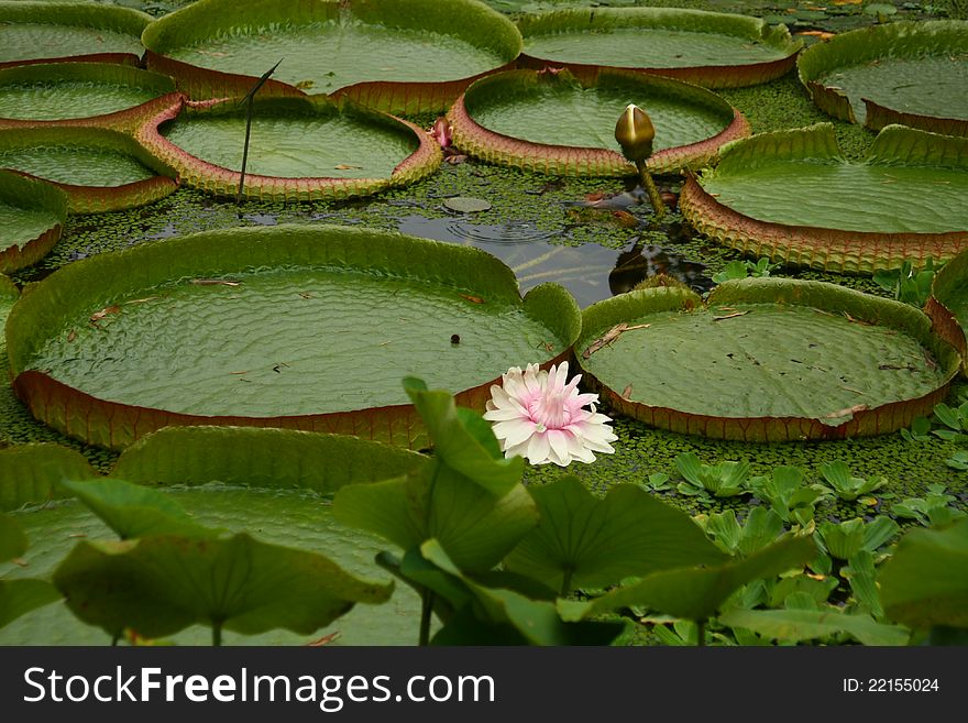 Photo with green leafs waterlily