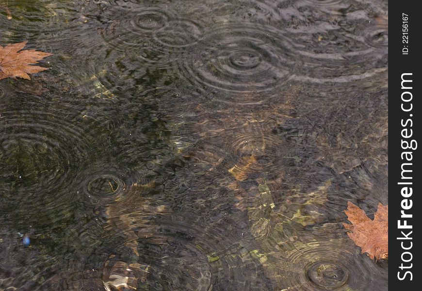 Intricate interplay of rain droplets on calm water. Intricate interplay of rain droplets on calm water