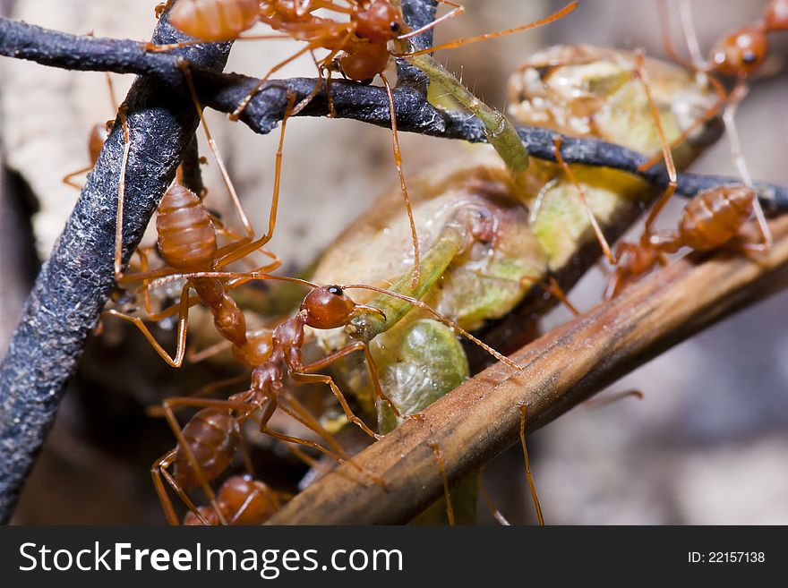 Ants and victim grasshopper in macro mode