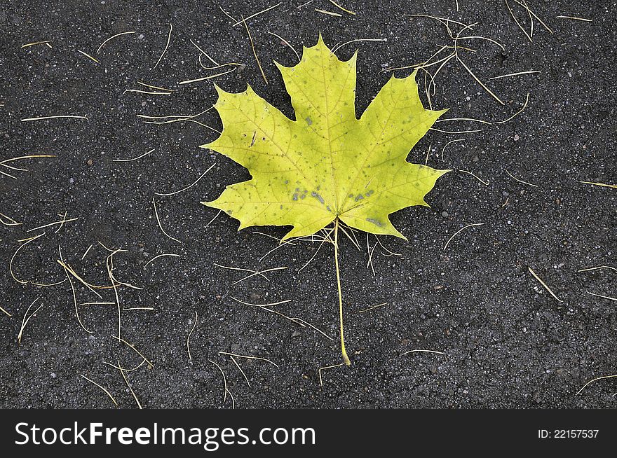 Fallen yellow maple leaf on the dark asphalt background