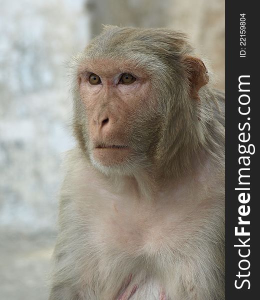 Monkey with serious face at India. Monkey with serious face at India