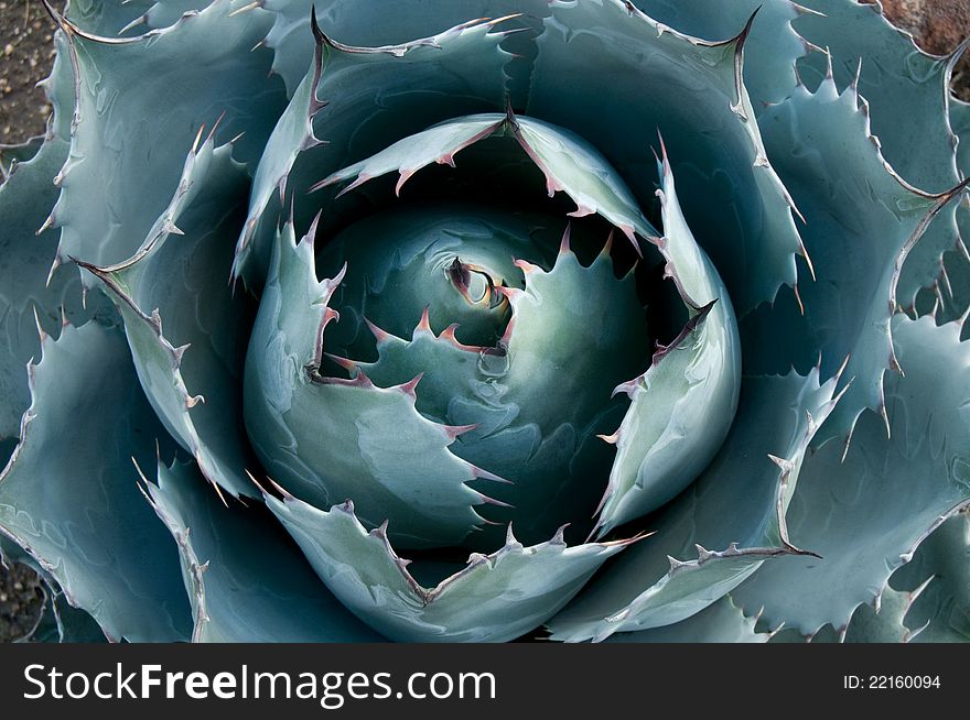 A blue-gray agave plant with spiky leaves and round head that resembles a cabbage. A blue-gray agave plant with spiky leaves and round head that resembles a cabbage