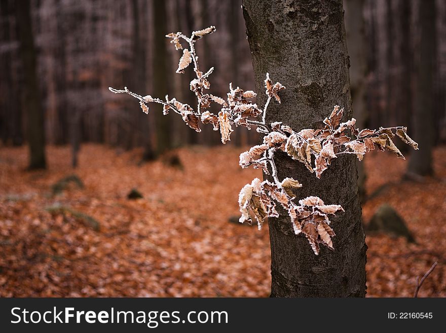 Autumn and winter in the woods in czech republic.