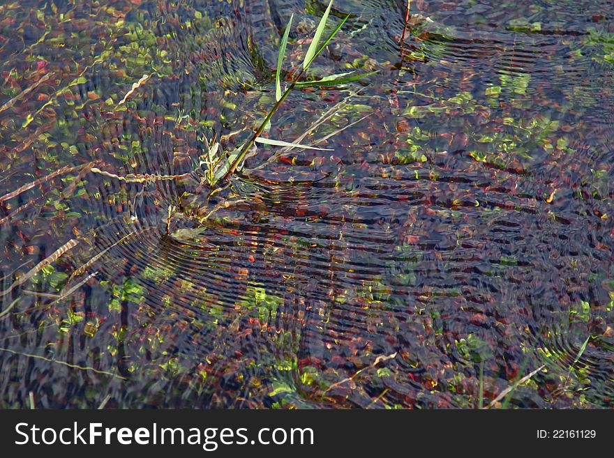 Grass In River