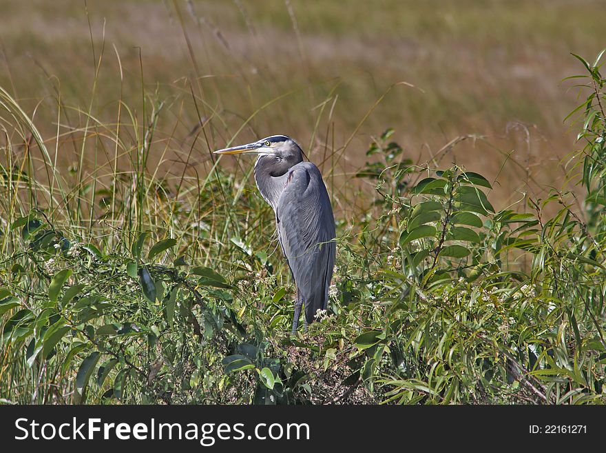 Everglade National Park Blue Heron hunting