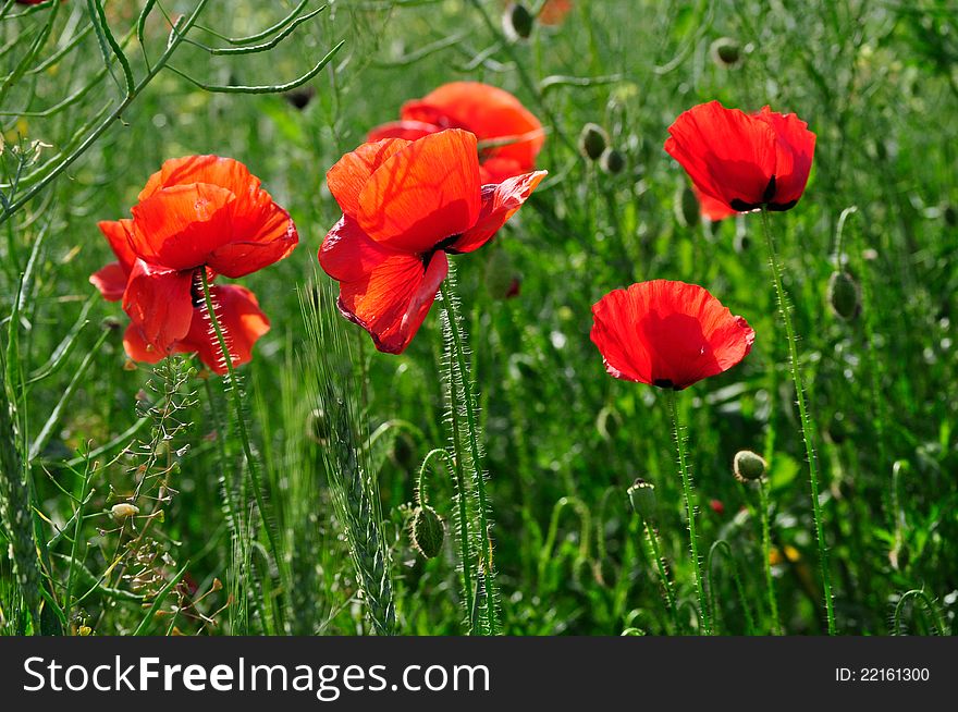 Red poppies on green field.  Horizontal orientation.