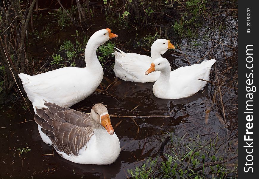 Four white house geese swim on dark water.