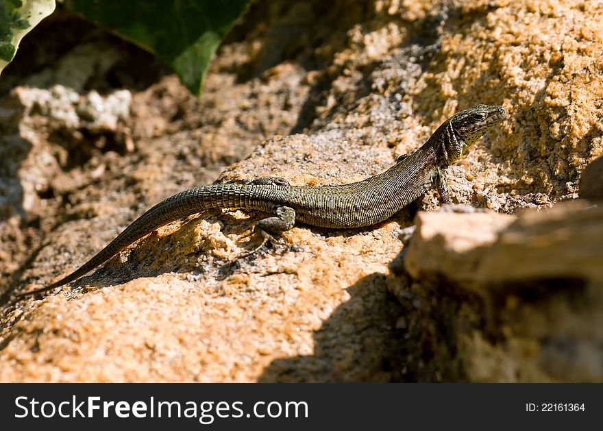 Sleek lizard waiting for the insects