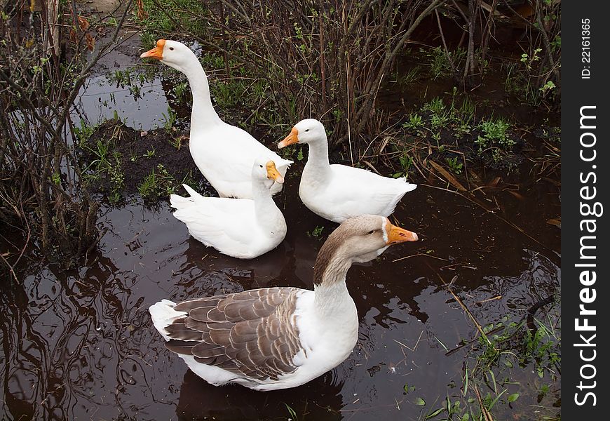 Four white house geese swim on dark water. Four white house geese swim on dark water.