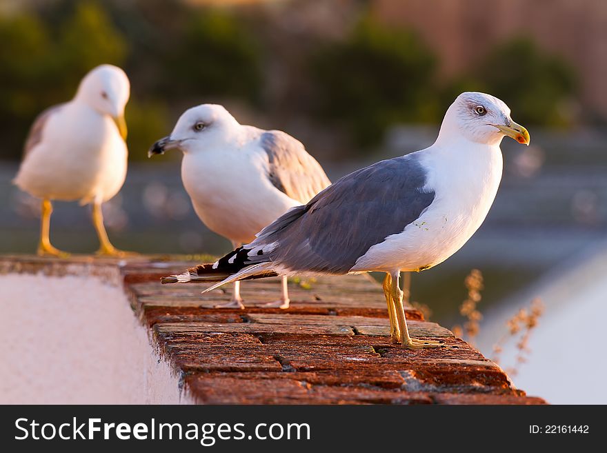 Seagulls poses in the sunrise light
