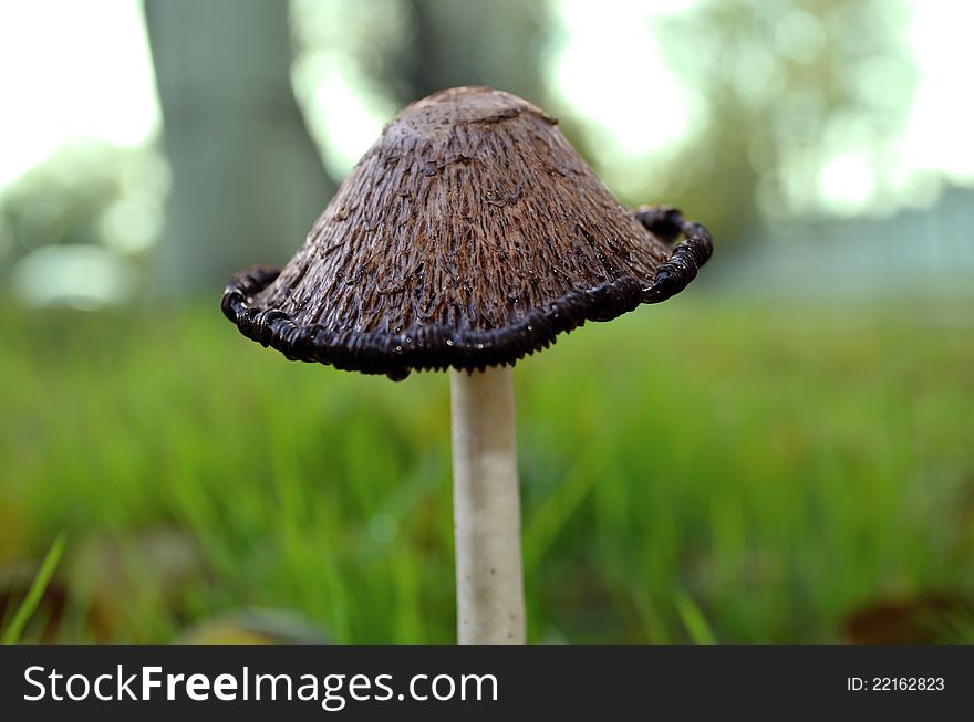 Beautiful mushroom in forest around a green grass. Beautiful mushroom in forest around a green grass