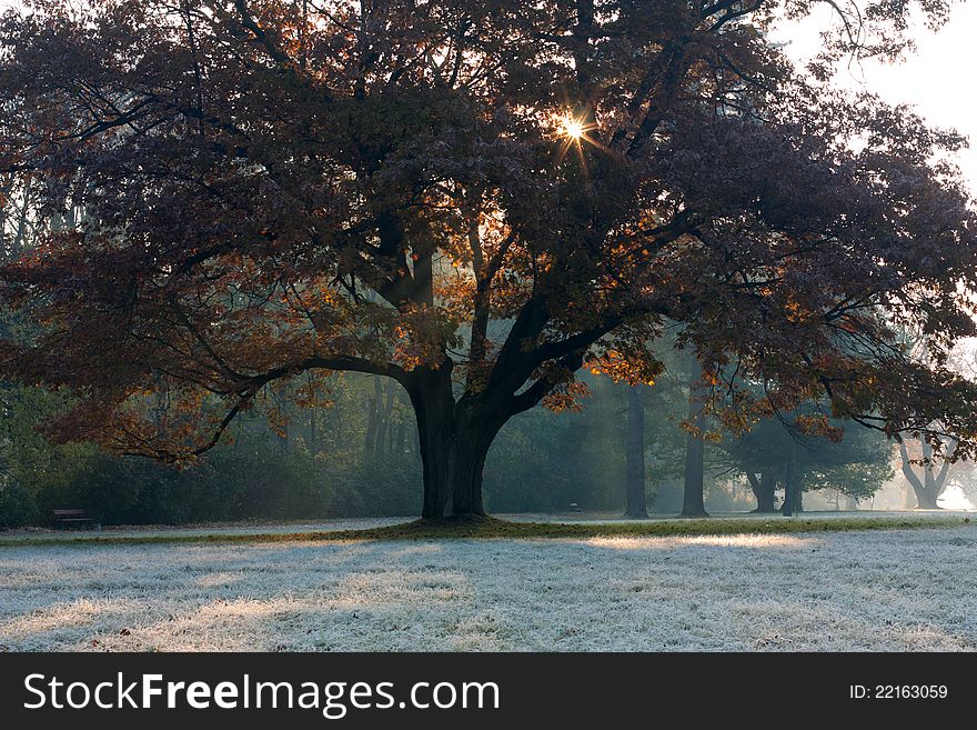 Morning Sunlight Through The   Tree