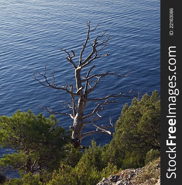 Crimea, a dead pine tree on the rocks on the seashore. Crimea, a dead pine tree on the rocks on the seashore.