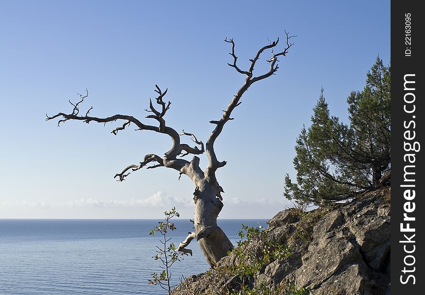 Crimea, a dead pine tree on the rocks on the seashore. Crimea, a dead pine tree on the rocks on the seashore.