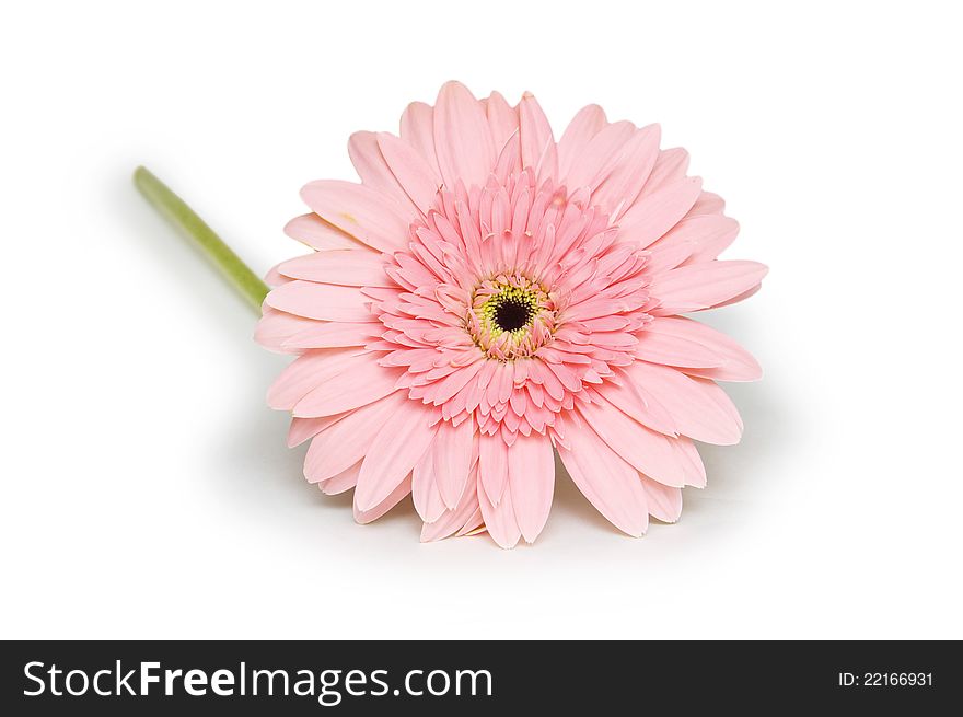 Pink gerbera flower.  on white background