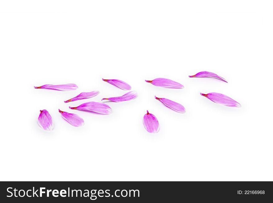 Pink Petals On White