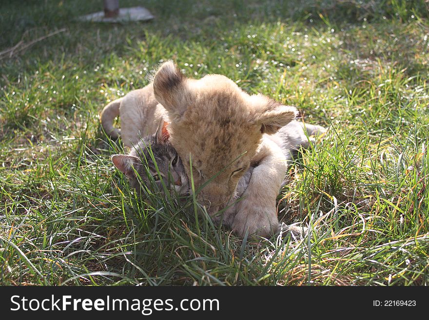 sweet lionet and cat playing in the grass. sweet lionet and cat playing in the grass