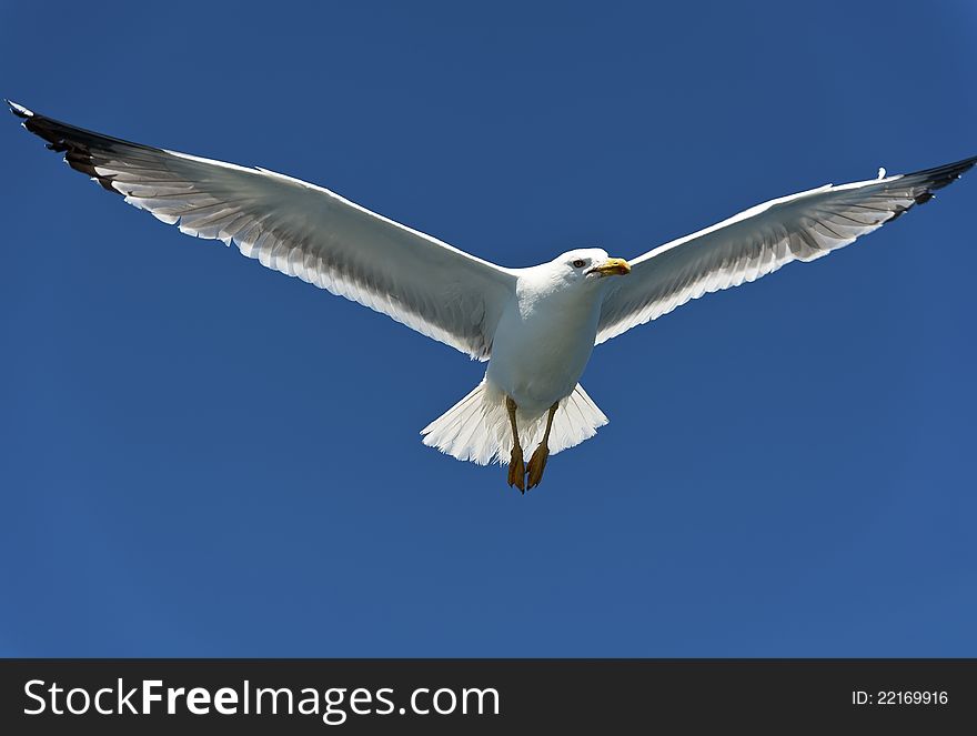 Seagull on Blue Sky