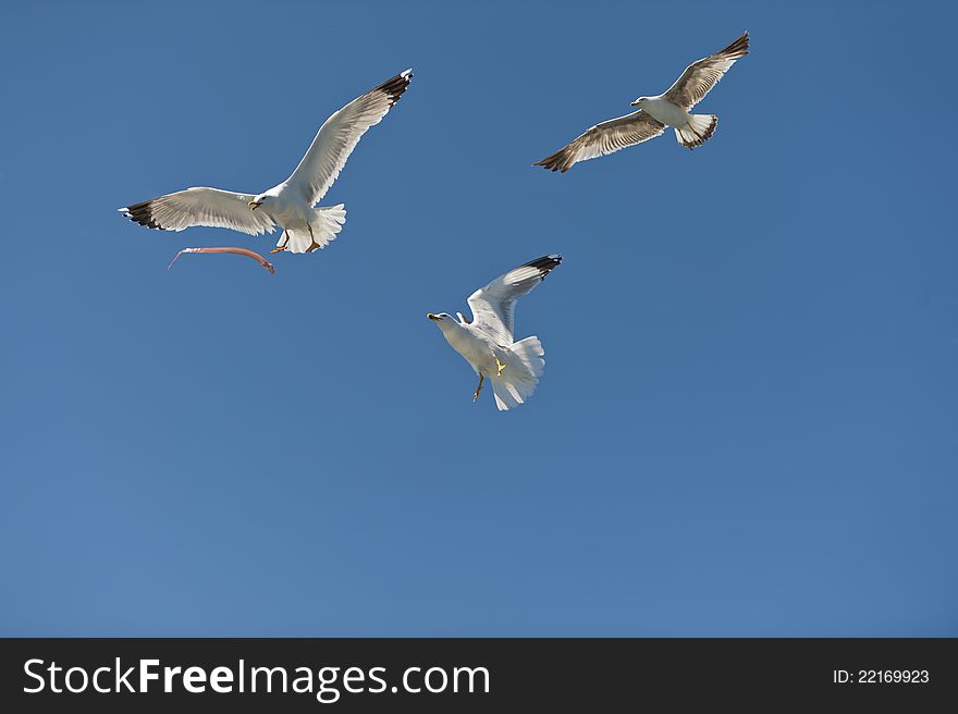 Seagulls in flight blue sky in the fight for food