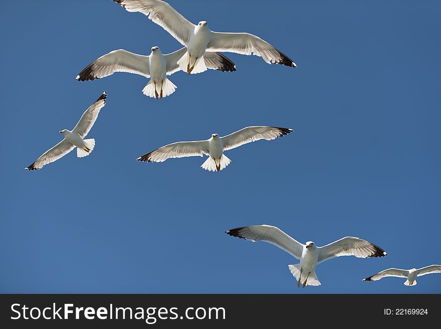Seagulls in flight blue sky in the fight for food