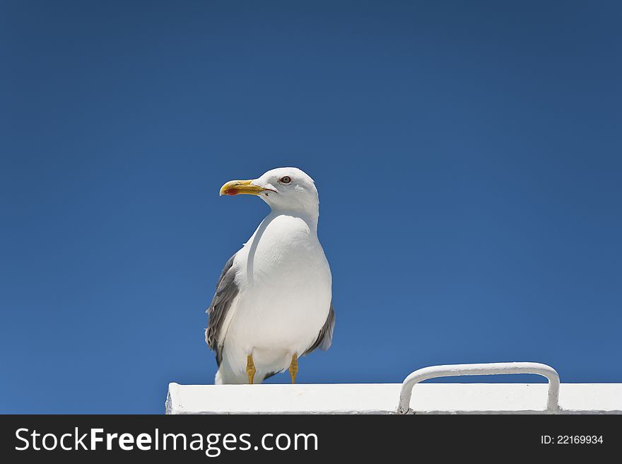 Beautiful seagull stationed on a ship bar