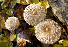 Shaggy Parasol Mushrooms Royalty Free Stock Photography Shaggy Parasol Mushrooms Royalty Free Stock Photography