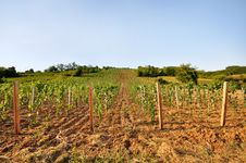 Young Vineyard With Arable Land Royalty Free Stock Photography Young Vineyard With Arable Land Royalty Free Stock Photography