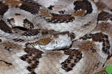 Timber Rattlesnake Stock Images