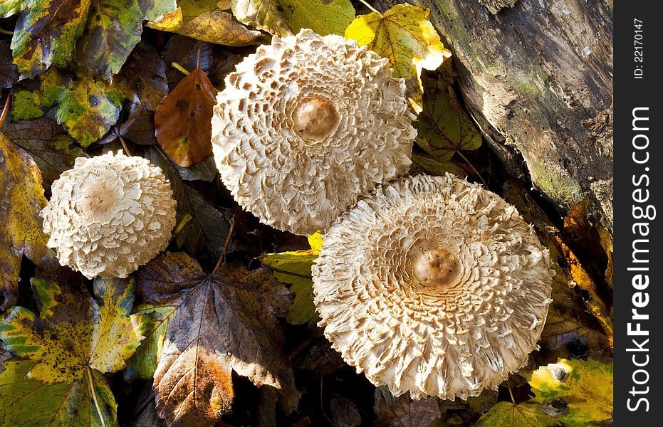 Closed Shaggy Parasol Mushrooms growing through autumn leaves, Cawston Woods, Warwickshire, England