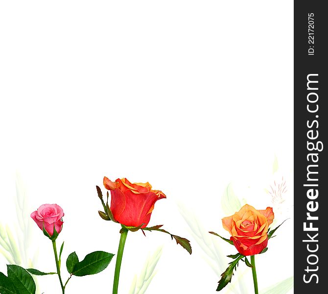 Pink orange and red roses on white background. Pink orange and red roses on white background